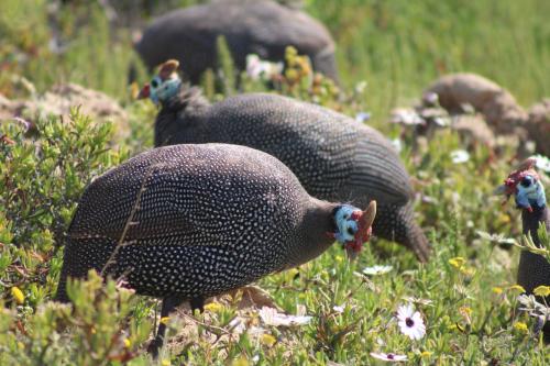 Downwind - Visit Langebaan in Beachfront
