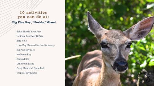 Ocean Depth Room Barnacle bed and breakfast Deers Suite in Big Pine Key, USA