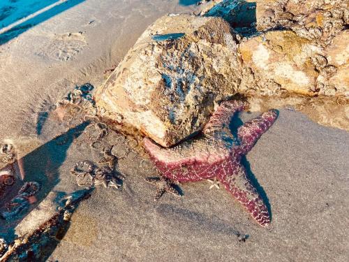 Beachside Inn in Crescent City (CA)