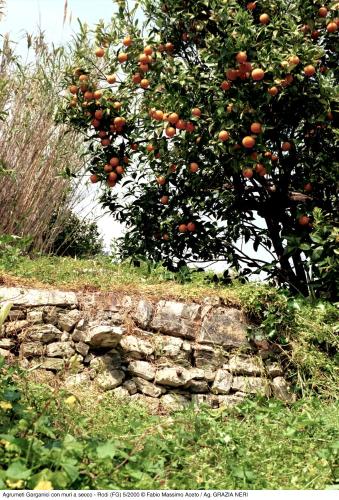 Antico agrumeto a mare in Rodi Garganico