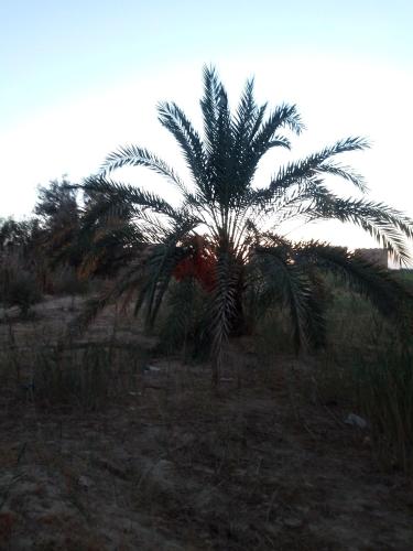 Sagda, Siwa (Foto 8)