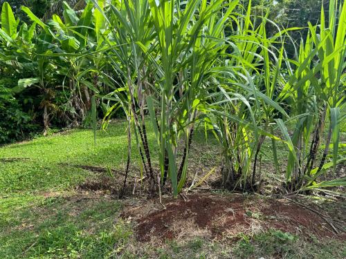 Grace Sanctuary in Crochu