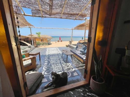 Вид, Live the bedouinlife in Нувейба