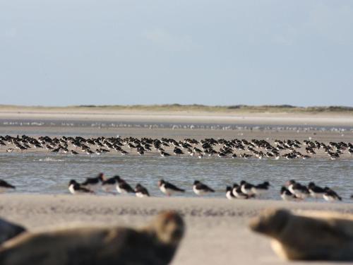 Exotic Holiday Home in Rue de Vitz with Garden - image 10