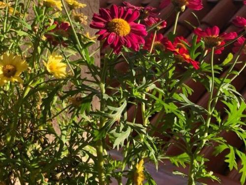 One bedroom apartment with terrace