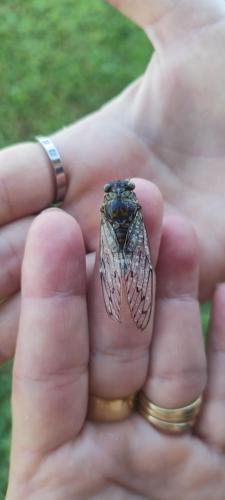 Agricampeggio AL CIELO STELLATO