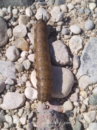 Agricampeggio AL CIELO STELLATO