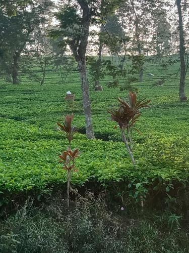 Villa RR seroja in Dieng Kulon