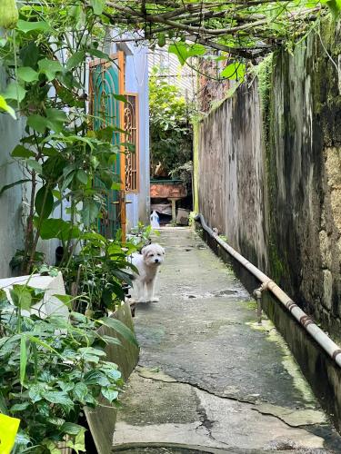 달랏 사 레몬그라스
