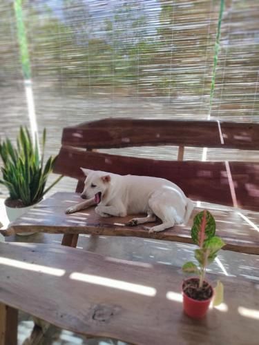 Firefly Treehouse Cafe and Bar Firefly Treehouse Cafe and Bar