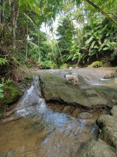 Firefly Treehouse Cafe and Bar Firefly Treehouse Cafe and Bar