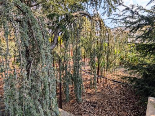 Behind the hedge in เทนเทอร์ฟิวด์