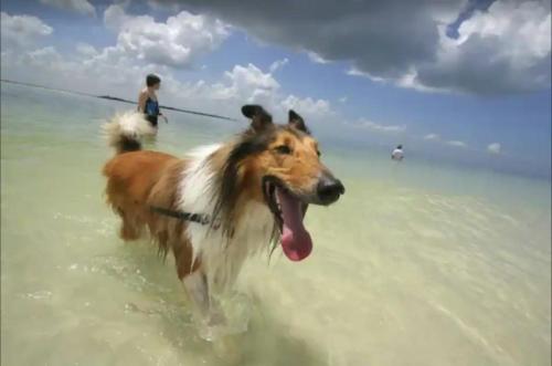 Country Home Stay, Animals, 2 Properties Sleeps 15 in Balnarring