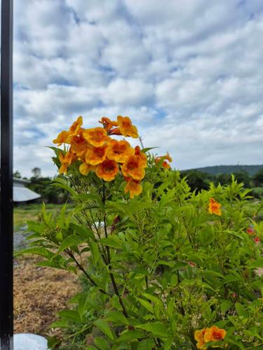 Utsikt, มนัสนันฐ์บ้านสวน รีสอร์ท จังหวัดหนองบัวลำภู in Non Sang