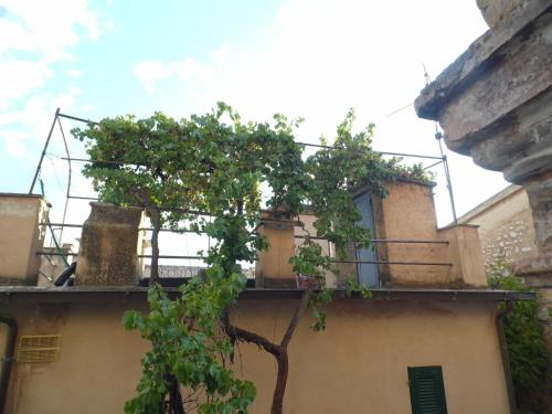 La vecchia vite casa vacanze