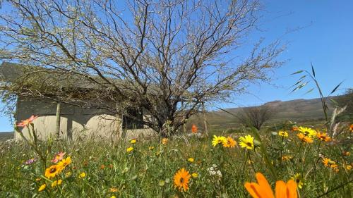 Marquee Safari Tent lachenalias Marquee Safari Tent lachenalias