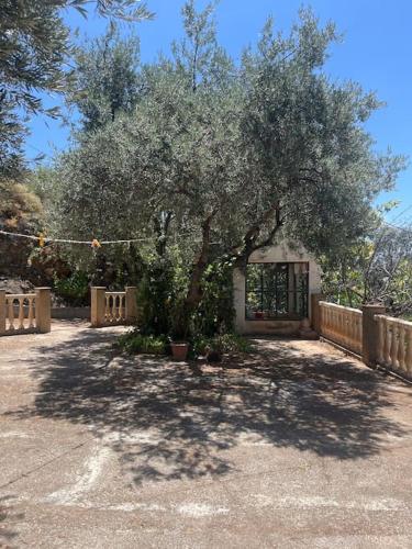 Farmhouse surrounded by centenary olive trees in Totalan