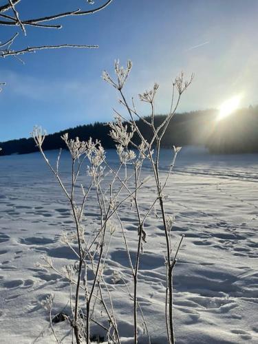 La Doline Charmant logement de vacances à la ferme (La Doline Charmant logement de vacances a la ferme) in Le Noirmont