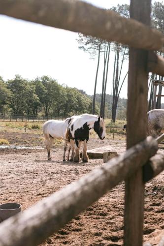 1 double bed, 1 sofa bed