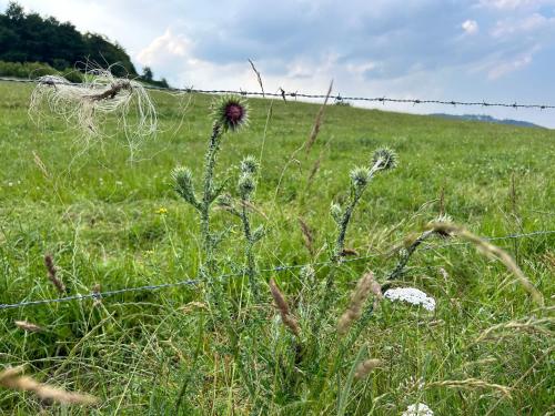 Romantikhütte Winterberg-Willingen