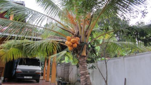 Ranith Villa, Tangalle (foto 6)