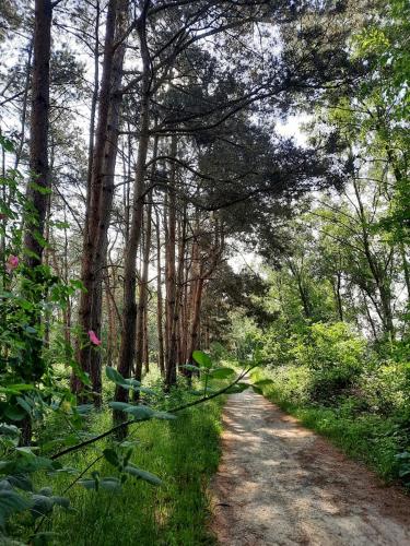 Omgeving, De Boogschutter - De Perenboom in Verspreide huizen Meren-De Gagel