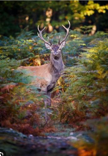 Maison Forestière en Forêt de Tronçais (Maison Forestiere en Foret de Troncais) in 布萊澤