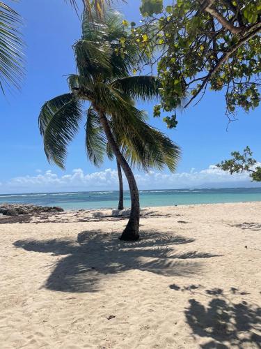 playa, Kaz à Krol et Harry (Kaz a Krol et Harry) in Sainte Rose