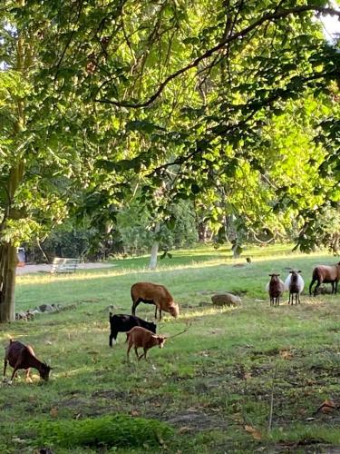 Großes Familienapartment über 2 Etagen mit Weitblick in die Natur (Großes Familienapartment uber 2 Etagen mit Weitblick in die Natur) in Neu Gaarz