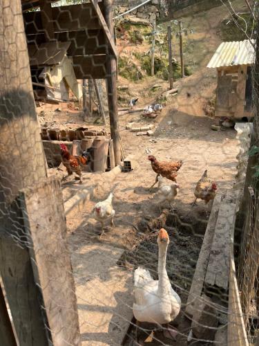 Paraíso dos pássaros - Chalé IV Beija Flor (Paraiso dos passaros - Chale IV Beija Flor) in Agua Branca