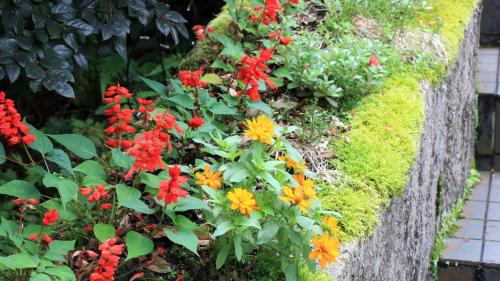 Bellbird, Aso (foto 4)