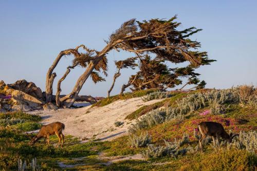 沙灘, Home2 Suites by Hilton at the Dunes on Monterey Bay in 瑪麗娜