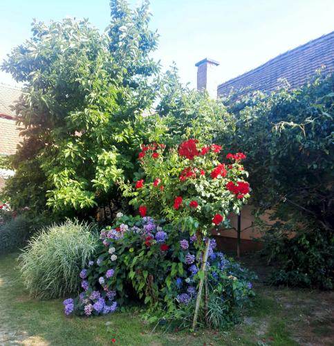 Pensiunea Bendorfeanu - image 4