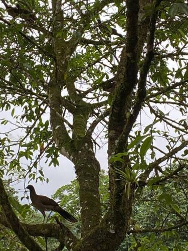 Cabaña Rincón Verde - La Fortuna, Fortuna (photo 5)