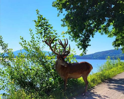 Baliowy Żar nad jeziorem w Międzybrodziu Baliowy Żar nad jeziorem w Międzybrodziu