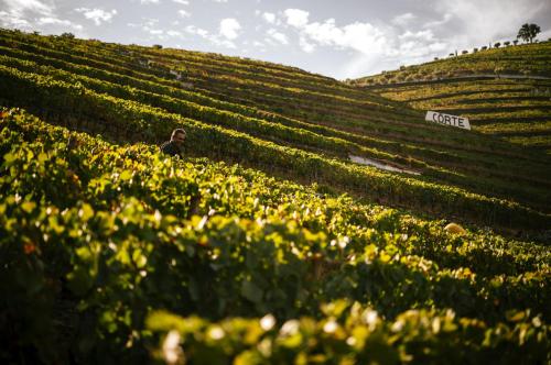 Quinta da Côrte - image 10