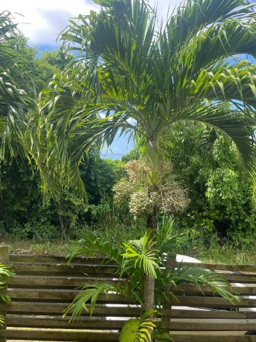 Avocatier in Mare Gaillard