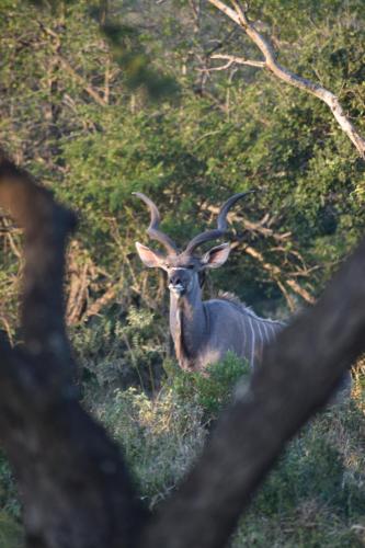 Duiker Game Lodge Duiker Game Lodge