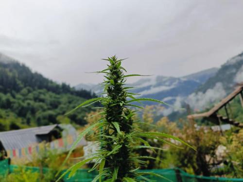 Tosh Heights Cottages - THC Tosh Heights Cottages - THC