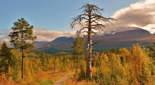 Målselv Fjellandsby - Cabins Målselv Fjellandsby - Cabins
