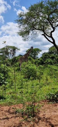 Forest Gate Resort Homes in Lira