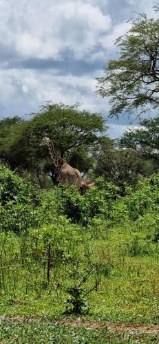 Forest Gate Resort Homes in Lira