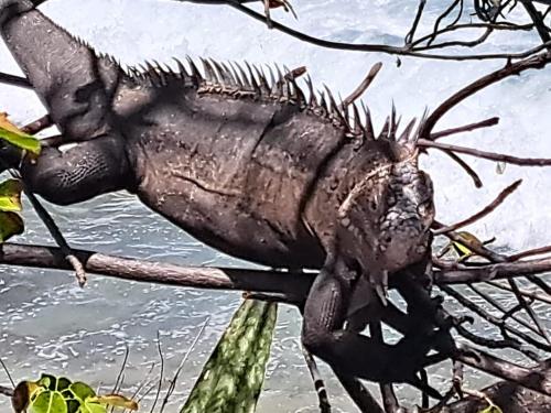 Grand studio vue mer, accès plage, Le Gosier