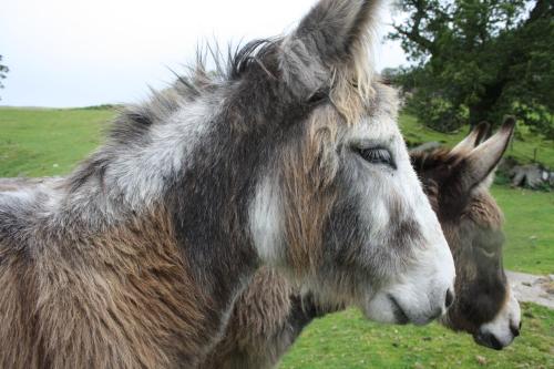 Ardgarry Farm in Invergarry