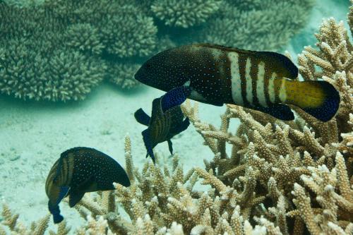 Chumbe Island Coral Park