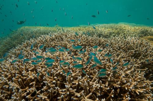 Chumbe Island Coral Park