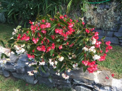 Catarina - image 13