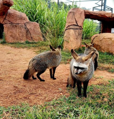 Pumbaa Wildlife Park & Accomodation in Nelspruit