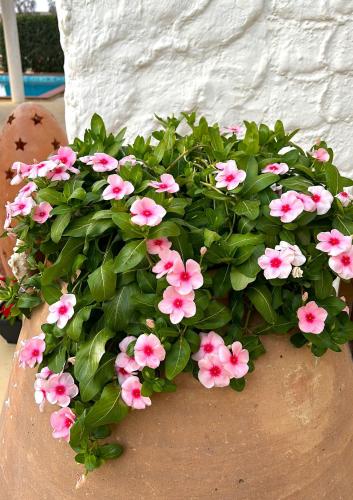 Oasi Di Casablanca - image 11