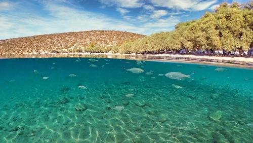 액티비티, Arilena Studios in 키베리온